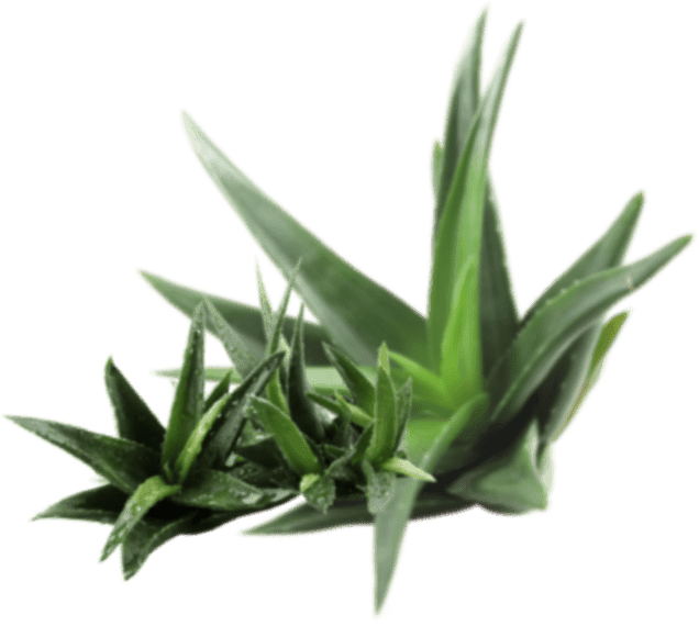 cosmetics-aloe-layer-2.png